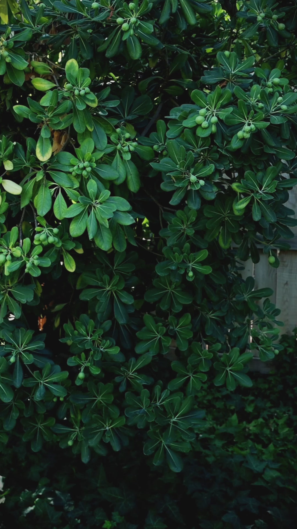 White Oak Bowl, 13" x 5.5"